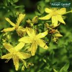 ハーブ苗セントジョーンズワート