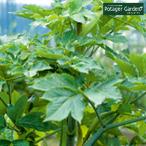 野菜苗アシタバ