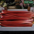 ハーブ 苗 ルバーブ（種類 栽培 ハーブティー ハーブガーデン 花 茶 オイル 軟膏 プランター 育て方 栽培キット 花 ガーデニング おしゃれ）