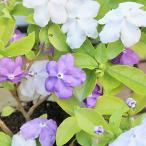 匂蕃茉莉 においばんまつり ニオイバンマツリ 香りの花 ギガランキングｊｐ