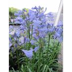 草花の苗 アガパンサス (姫アガパンサス)宿根草 5号鉢 紫色