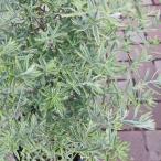 ウエストリンギア オーストラリアン ローズマリー バリエガタ 斑入り種 8号鉢 鉢植え 苗木 庭木 低木 観葉植物