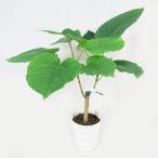 観葉植物 ウンベラータ 5号鉢 朴物B フィカスウンベラータ 現品１鉢のお買い得品 20％引きセール