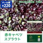 赤キャベツ スプラウト 種 種子 有機種子 オーガニック 家庭菜園 水耕栽培 おうちでベジ