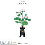 ショッピング盆提灯 盆提灯 一対 新盆 お盆 提灯 霊前灯 蓮華 清蓮 盆ちょうちん 初盆