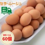  предубеждение семья. предубеждение яйцо 60 штук входит Sera * rouge ваш заказ гурман прекрасный тест .. бесплатная доставка 