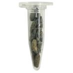 野菜種子 TVF09 サラダむすめゴボウ 20粒