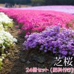  lawn grass Sakura 24 piece set ( color mixing ) 9cm pot seedling + fertilizer 800g present ground cover 