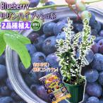 ブルーベリー 『 サザンハイブッシュ系 2品種植え 』 8号スリット鉢 【専用肥料プレゼント!】