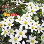 ショッピングクレマチス 常緑クレマチス『カートマニージョー』オセアニア系（フォステリー系・旧枝咲き）9cmポット苗【2個セット】【送料無料】