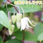 《 花芽付き 》 冬咲き 常緑 クレマチス 「 アンスンエンシス 」（ウィンターベル / ユンナンエンシス）5号鉢植え あんどん仕立て