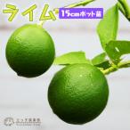 ライム (タヒチライム) 15cmポット接木苗【 送料無料 】