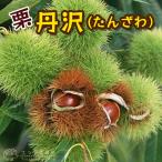 栗『丹沢』15cmポット苗