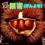 栗『銀寄』15cmポット苗