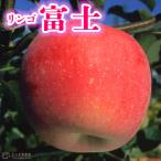 ショッピングりんご りんご 『 富士 （ふじ） 』 15cmポット苗