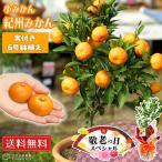 《実付き!!》小みかん（紀州みかん）接ぎ木苗 6号鉢植え 敬老の日 ギフト贈り物 送料無料