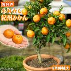 ( 実付き ) 小みかん 『 紀州みかん 』( 送料無料 ) 接ぎ木大苗 8号鉢植え