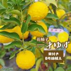 一才ゆず『花柚子』ユズ接ぎ木大苗8...