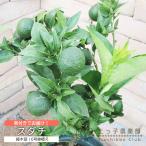 《 実付き 》 スダチ 6号鉢植え 柑橘 薬味 接ぎ木苗