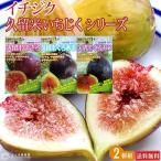【よりどり2個セット】 久留米いちじくシリーズ 12cmポット苗 ( 送料無料 ) 選べる品種