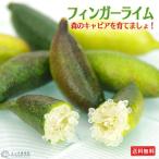 フィンガーライム 12cmポット接ぎ木苗 ( 送料無料 ) 3年生