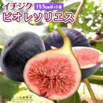 ショッピングビオレ イチジク 『 ビオレソリエス 』 13.5cmポット苗