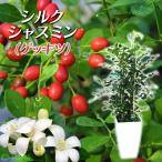シルクジャスミン ( ゲッキツ ) 7号角鉢植え 無料包装