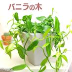 バニラの木 9cmポット苗
