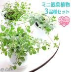 ミニ観葉植物　３品種 セット （ 鉢と受け皿プレゼント ）