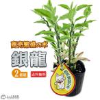 ミニ観葉植物 『 銀龍(ギンリュウ) 』 2個セット ( 送料無料 ) 9cmポット