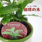 ミニ観葉植物 『 コーヒーの木 』　9cmポット