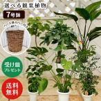 観葉植物7号鉢+鉢カバーブラウンフ...