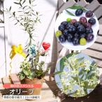 母の日 オリーブ と季節の 寄せ植え アートストーン22cm 鉢植え 【 選べる鉢色 】 送料無料 ギフト プレゼント