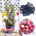 母の日 ビルベリー と クランベリー の 寄せ植え アートストーン 22cm鉢植え 【 選べる鉢色 】 送料無料 ギフト プレゼント