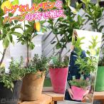 トゲなしレモンとハーブの寄せ植え ( アートストーン22cm鉢植え )