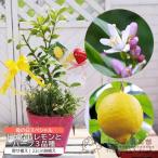 母の日 トゲなしレモン と ハーブ の 寄せ植え アートストーン 22cm鉢植え【 選べる鉢色 】送料無料 ギフト プレゼント