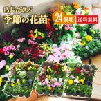 秋冬の花苗24個セット　送料無料 （ パンジー ビオラ 芝桜 ナデシコ 金魚草 ナデシコ ペチュニア など ）