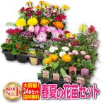 ショッピング花 春夏の花苗 24個セット 【 送料無料 】（例： ペチュニア ロベリア ポーチュラカ コリウス ナデシコ など）