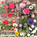 4 type from is possible to choose! limited time sale!..... luxurious flower seedling set ~ color leaf togheter with ~ spring * the first summer compilation ( fertilizer present )[ free shipping ]