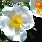 バラ ナニワノイバラ 12cmポット苗 ツルバラ R 074 花と緑の専門店 土っ子倶楽部 通販 Yahoo ショッピング