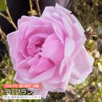 tsuru роза возврат ... большой колесо [la* Франция ] 2 год сырой контактный . дерево рассада ( climbing rose )