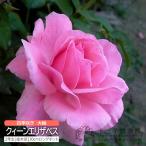 四季咲き 大輪 『 クィーンエリザベス 』 2年生 接ぎ木苗 （ ハイブリットティーローズ ） 世界殿堂入り薔薇