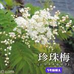 珍珠梅 (チンシバイ) 『ニワナナカマド』 5号鉢植え
