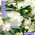 香る花木 『 銀梅花 ( ギンバイカ ) 』 15cmポット苗