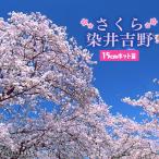 桜 『 染井吉野 ( そめいよしの ) 』 接ぎ木 15cmポット 苗木