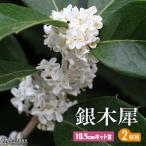  серебристый wooden ( серебряный дерево .) 2 шт. комплект 10.5cm pot рассада 