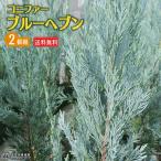  хвойное дерево [ blue haven ] 2 шт. комплект ( бесплатная доставка ) 15cm pot рассада 