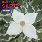 斑入り ヤマボウシ 『 ウルフアイ 』 5号鉢植え