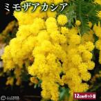 苗 ミモザの通販 価格比較 価格 Com