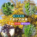 アカシアの木 2個セット ( 送料無料 ) 10.5cmポット苗 (ブルーブッシュ、三角葉、パール、プルプレア) 選べる品種